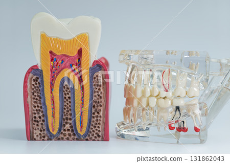 Tooth Anatomy and Dental Implant Models for Education Tooth Anatomy and Dental Implant Models for Education 131862043