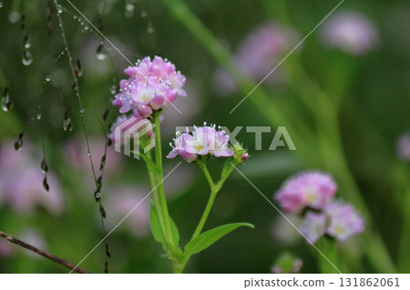 Cute wildflowers blooming on the footpath 131862061