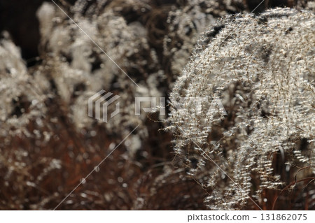 Fluffy ears of Japanese silver grass Fluffy ears of Japanese silver grass 131862075