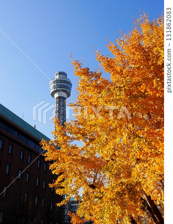 Yokohama Marine Tower and ginkgo tree 131862083