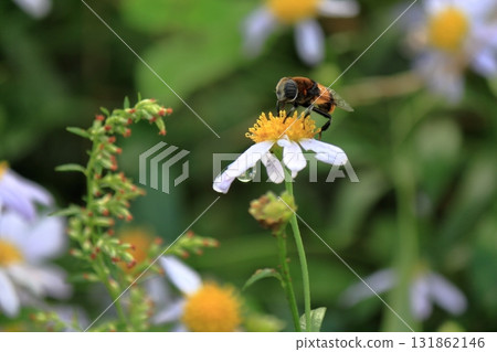 蜜蜂從花中吸取花蜜 蜜蜂從花中吸取花蜜 131862146