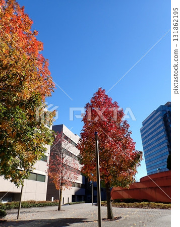 Nomura Real Estate Development Yokohama Business Park Autumn Leaves Sweetgum 131862195