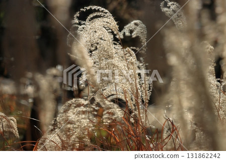 Fluffy ears of Japanese silver grass 131862242