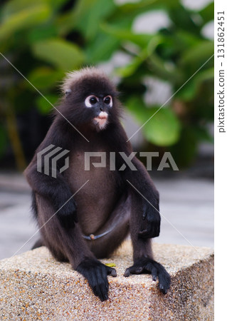 During the day, a cute bespectacled monkey sits on a rock surrounded by green plants in a peaceful outdoor environment. 131862451