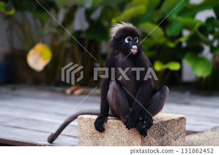 A bespectacled Monkey sits on a rock in a garden surrounded by lush greenery, enjoying the tranquility under the warm afternoon sun. 131862452