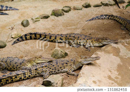 Crocodiles resting together in a natural habitat setting during the daytime in a tropical environment with lush vegetation and warm sunlight Crocodiles resting together in a natural habitat setting during the daytime in a tropical environment with lush vegetation and warm sunlight 131862458