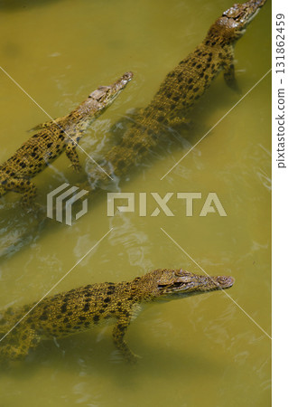 Crocodiles swimming in clear water in a tropical river during daylight, showcasing their natural habitat and behavior 131862459