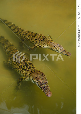 Three crocodiles swimming in murky water near a riverbank during daylight hours in a natural habitat environment 131862460