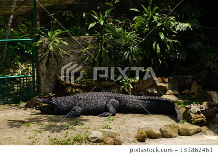 Large crocodile resting on stones in a tropical garden surrounded by lush green plants and natural sunlight Large crocodile resting on stones in a tropical garden surrounded by lush green plants and natural sunlight 131862461