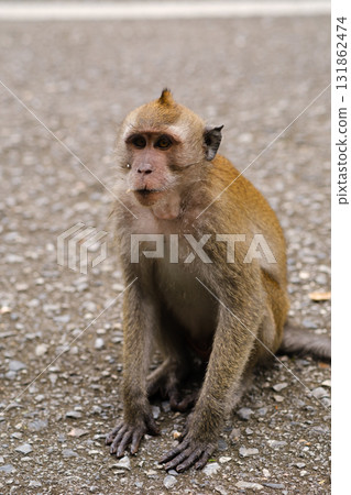 Monkey sitting by the roadside in a natural habitat looking for food and interacting with another monkey in the background in a quiet area 131862474