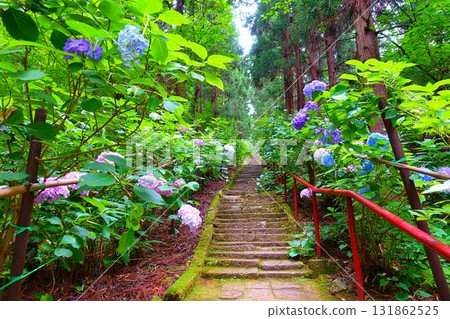 山形市出鹽文字堂盛開的繡球花 山形市出鹽文字堂盛開的繡球花 131862525