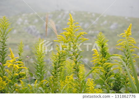 黃花 黃花 131862776
