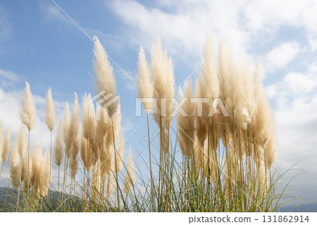 潘帕斯草的耳朵在藍天中閃閃發光 131862914