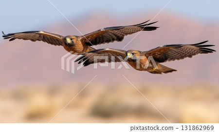 Two brown falcons flying wings spread in synchronized motion across a desert landscape, hunting and observing desert wildlife 131862969