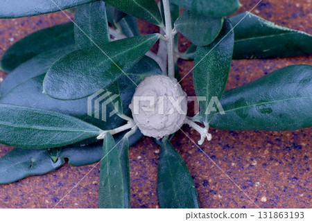 Nest of Togwar 131863193