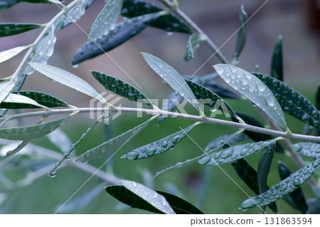 Olive leaf wet with rain Olive leaf wet with rain 131863594