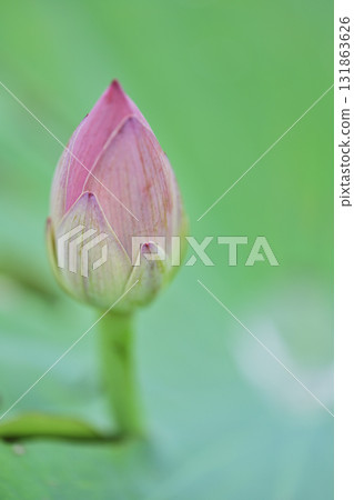 lotus buds and petals 131863626