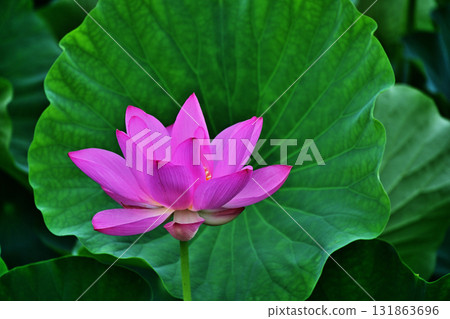 古蓮花 古蓮花 131863696