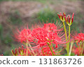 red spider lily 131863726