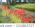 Red spider lilies and ears of rice 131863727