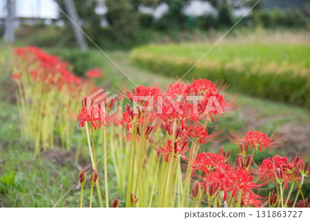 紅簇孤挺花和稻穗 131863727