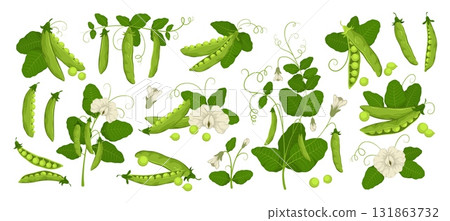 Cartoon fresh green peas. Organic agriculture, edible plant, diet vegetarian food, pods, tendrils, leaves and flowers, legume bean vegetables, vitamin garden food tidy vector isolated set 131863732