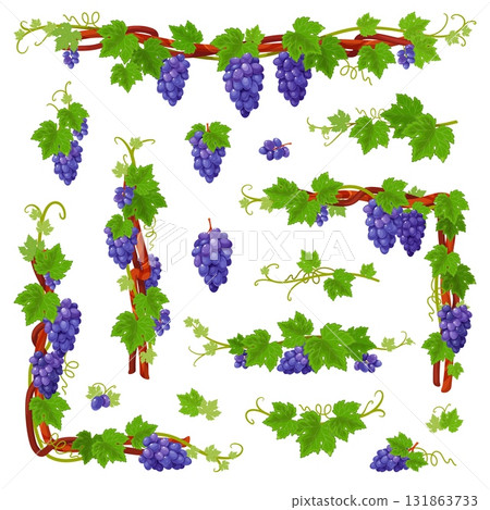 Cartoon grape vine. Curly branches with leaves, clusters, red wine, juice ingredients, decorative vines, organic product, isolated elements, corners, frames and borders, classy vector set Cartoon grape vine. Curly branches with leaves, clusters, red wine, juice ingredients, decorative vines, organic product, isolated elements, corners, frames and borders, classy vector set 131863733