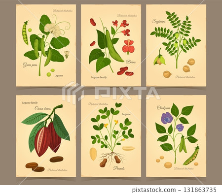 Cartoon legumes cards. Vintage botanical illustrations with plants, green peas, cocoa beans, peanuts, chickpeas and soy beans, vegan food, retro floral organic agriculture tidy vector set Cartoon legumes cards. Vintage botanical illustrations with plants, green peas, cocoa beans, peanuts, chickpeas and soy beans, vegan food, retro floral organic agriculture tidy vector set 131863735