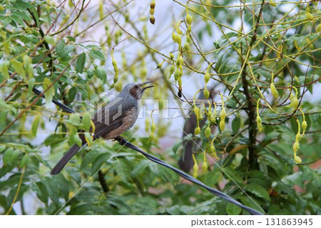 棕耳bulb棲息在電線上 131863945