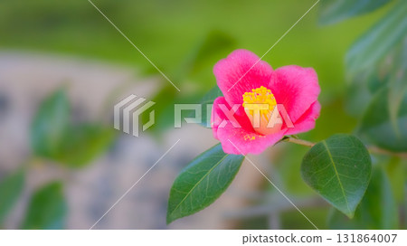 Camellia at Jonangu Shrine (Fushimi Ward, Kyoto City) Camellia at Jonangu Shrine (Fushimi Ward, Kyoto City) 131864007