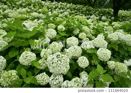 佐手市權現堂堤上盛開的繡球花 131864020