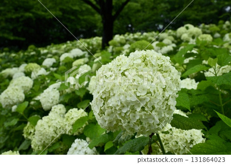Hydrangea (Annabelle) flowers blooming on the Gongendo Tsutsumi in Satte City 131864023