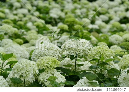 Hydrangea (Annabelle) flowers blooming on the Gongendo Tsutsumi in Satte City 131864047