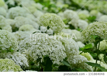 Hydrangea (Annabelle) flowers blooming on the Gongendo Tsutsumi in Satte City 131864048