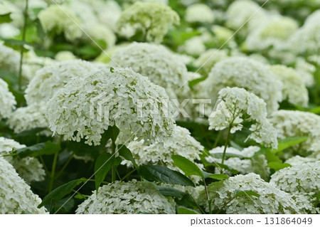 佐手市權現堂堤上盛開的繡球花 佐手市權現堂堤上盛開的繡球花 131864049