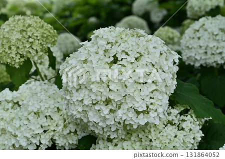Hydrangea (Annabelle) flowers blooming on the Gongendo Tsutsumi in Satte City Hydrangea (Annabelle) flowers blooming on the Gongendo Tsutsumi in Satte City 131864052