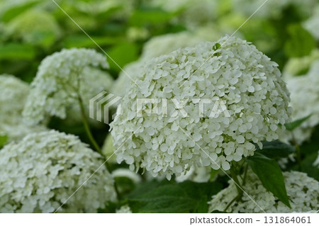 Hydrangea (Annabelle) flowers blooming on the Gongendo Tsutsumi in Satte City Hydrangea (Annabelle) flowers blooming on the Gongendo Tsutsumi in Satte City 131864061