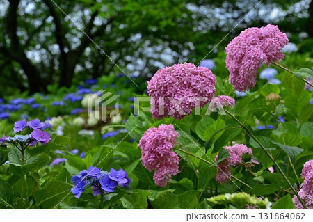 佐手市權現堂堤上盛開的繡球花 131864062