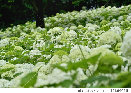 Hydrangea (Annabelle) flowers blooming on the Gongendo Tsutsumi in Satte City Hydrangea (Annabelle) flowers blooming on the Gongendo Tsutsumi in Satte City 131864066