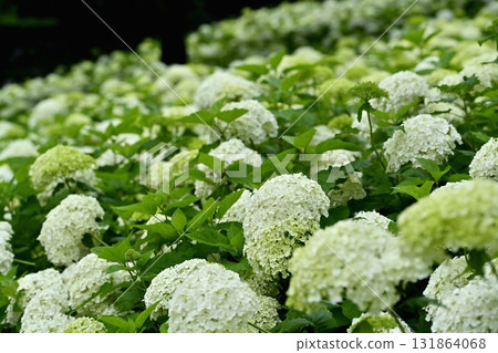 佐手市權現堂堤上盛開的繡球花 131864068