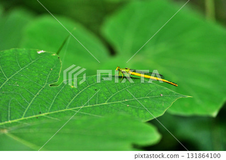 風箏Tsubo 風箏Tsubo 131864100