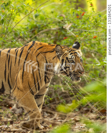 wild indian female bengal tiger or panthera tigris side walk in natural green background in winter morning wildlife jungle safari at bandhavgarh national park forest reserve madhya pradesh india asia 131864201