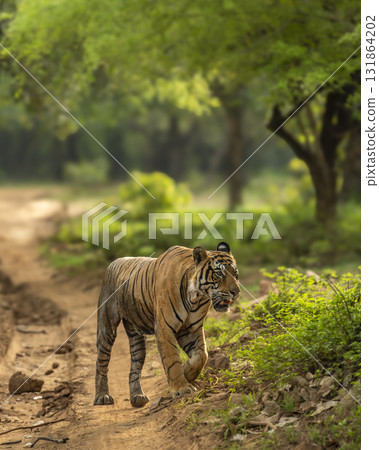 Showstopper wild dominant indian male bengal tiger Ranthambore National Park Reserve Rajasthan India wildlife jungle safari panthera tigris walking head on road blocking in natural scenic green forest 131864202