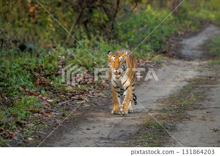 wild bengal female tiger panthera tigris walking head on road pilibhit national park forest reserve uttar pradesh india tigress stroll in natural green scenic background winter season morning safari 131864203
