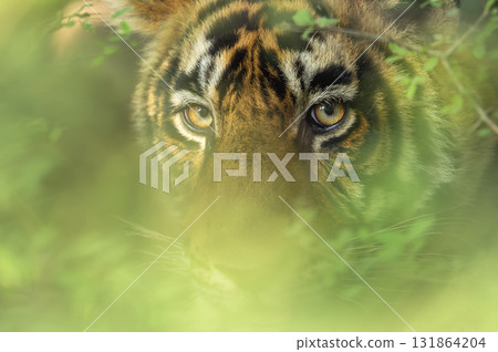 head shot of wild indian male bengal tiger or panthera tigris face tight close up or portait with eye contact and natural green background in wildlife safari at national park forest reserve india asia head shot of wild indian male bengal tiger or panthera tigris face tight close up or portait with eye contact and natural green background in wildlife safari at national park forest reserve india asia 131864204