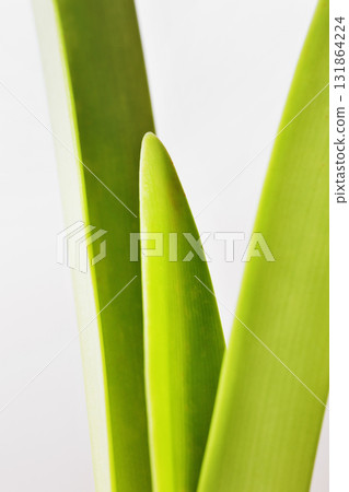 Green leaves of amaryllis 131864224