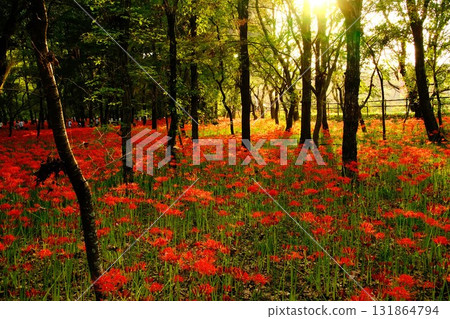 Cluster amaryllis illuminated by the setting sun 131864794