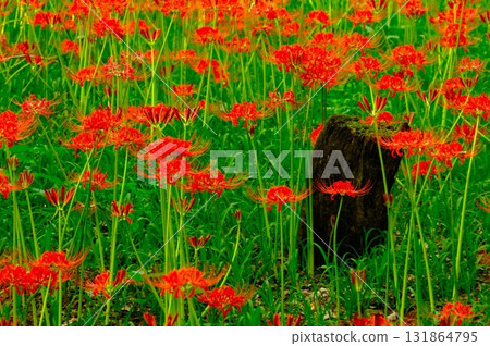 簇狀孤挺花簇綻放鮮紅色 簇狀孤挺花簇綻放鮮紅色 131864795