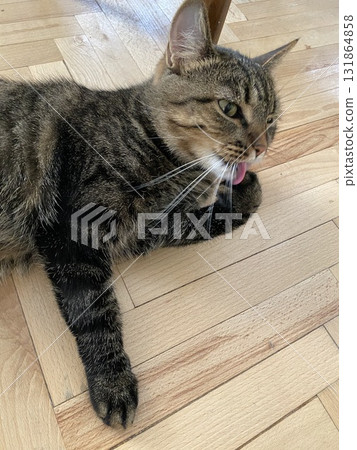 Cat licking paw on wooden floor indoors, showing playful behavior and natural cat habits Cat licking paw on wooden floor indoors, showing playful behavior and natural cat habits 131864858