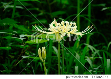 罕見的白色蜘蛛百合 131865154